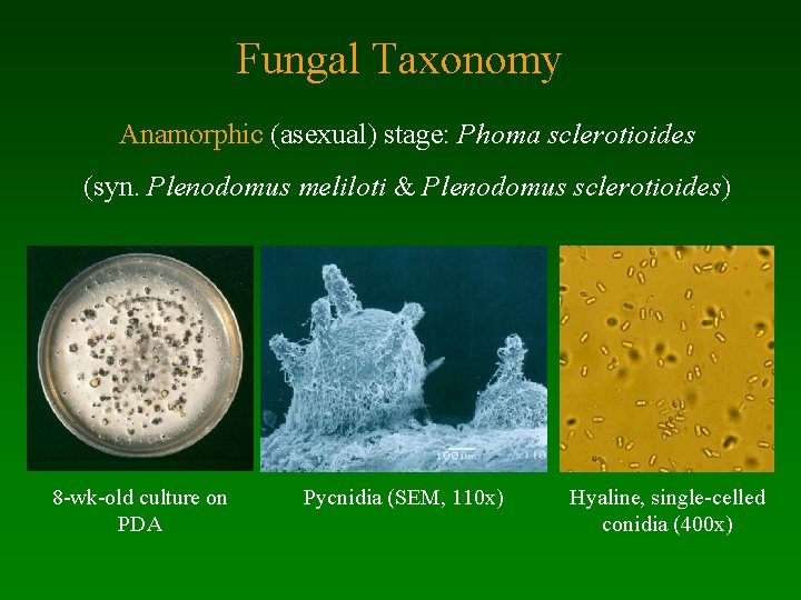 Fungal Taxonomy Anamorphic (asexual) stage: Phoma sclerotioides (syn. Plenodomus meliloti & Plenodomus sclerotioides) 8