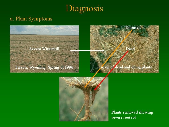 Diagnosis a. Plant Symptoms Diseased Severe Winterkill Farson, Wyoming Spring of 1996 Dead Close
