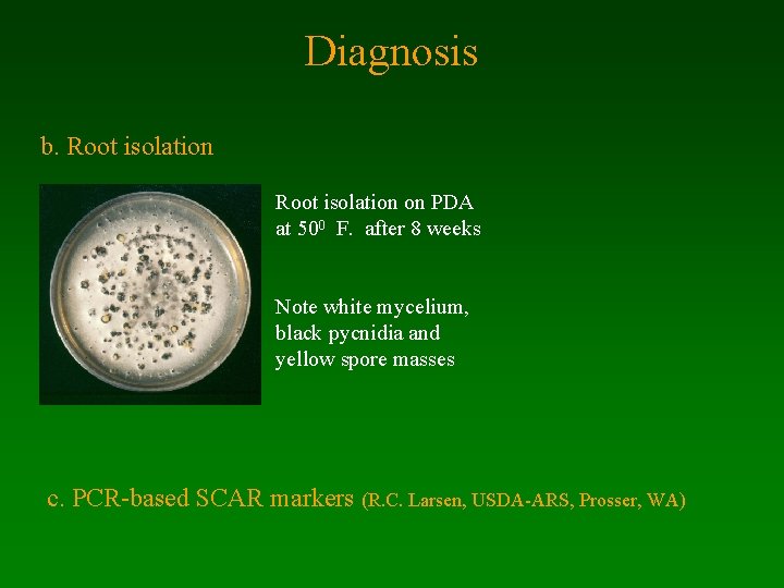 Diagnosis b. Root isolation on PDA at 500 F. after 8 weeks Note white