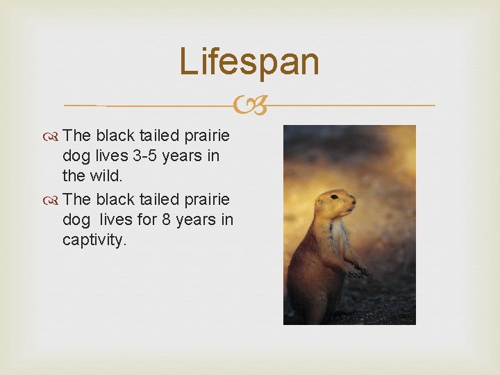 Lifespan The black tailed prairie dog lives 3 -5 years in the wild. The