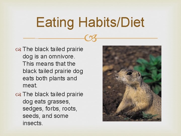 Eating Habits/Diet The black tailed prairie dog is an omnivore. This means that the