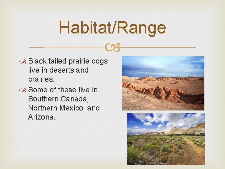 Habitat/Range Black tailed prairie dogs live in deserts and prairies. Some of these live