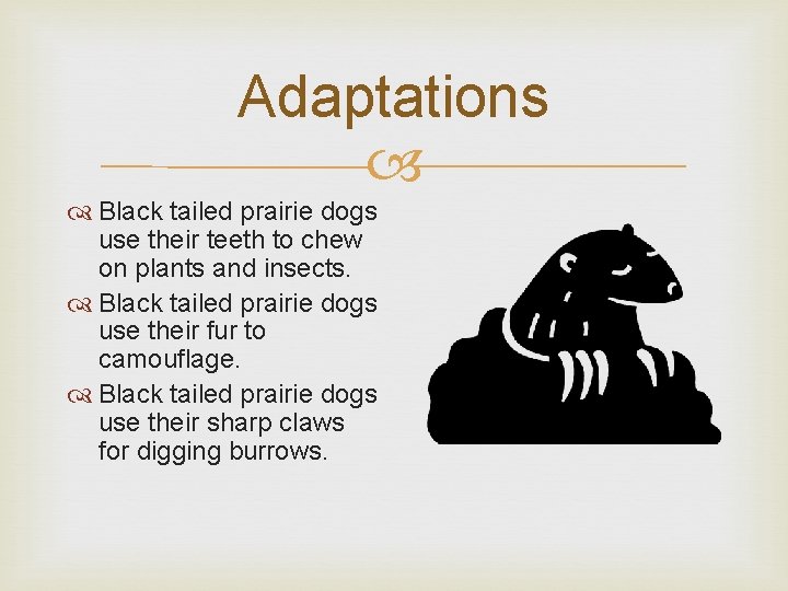 Adaptations Black tailed prairie dogs use their teeth to chew on plants and insects.