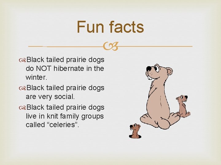 Fun facts Black tailed prairie dogs do NOT hibernate in the winter. Black tailed