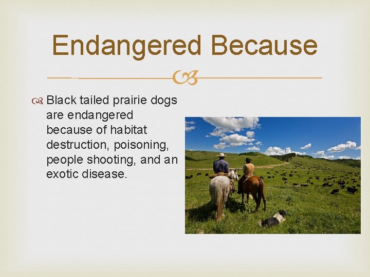 Endangered Because Black tailed prairie dogs are endangered because of habitat destruction, poisoning, people
