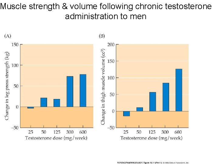 Muscle strength & volume following chronic testosterone administration to men 