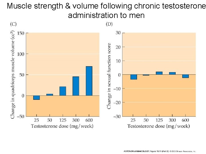 Muscle strength & volume following chronic testosterone administration to men 