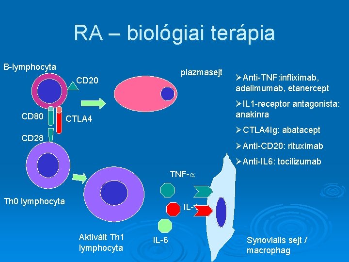 RA – biológiai terápia B-lymphocyta plazmasejt CD 20 CD 80 ØAnti-TNF: infliximab, adalimumab, etanercept RA – biológiai terápia B-lymphocyta plazmasejt CD 20 CD 80 ØAnti-TNF: infliximab, adalimumab, etanercept