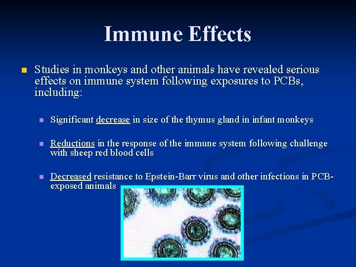 Immune Effects n Studies in monkeys and other animals have revealed serious effects on