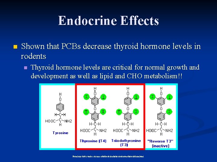 Endocrine Effects n Shown that PCBs decrease thyroid hormone levels in rodents n Thyroid