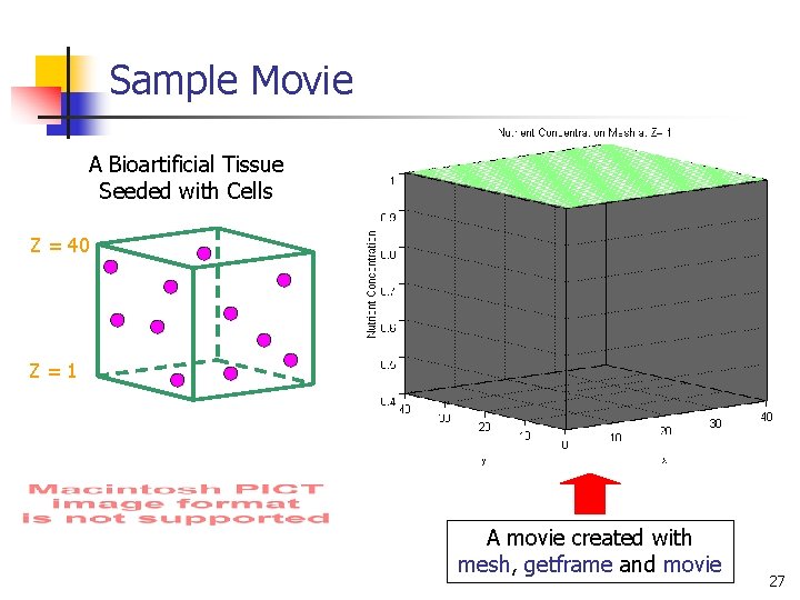 Sample Movie A Bioartificial Tissue Seeded with Cells Z = 40 Z=1 A movie Sample Movie A Bioartificial Tissue Seeded with Cells Z = 40 Z=1 A movie