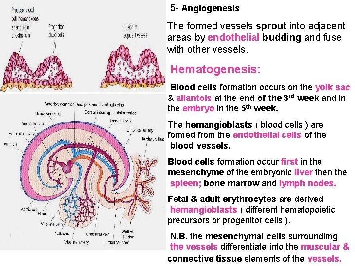 5 - Angiogenesis The formed vessels sprout into adjacent areas by endothelial budding and