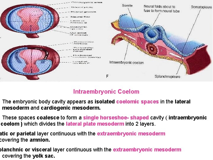 Intraembryonic Coelom The embryonic body cavity appears as isolated coelomic spaces in the lateral