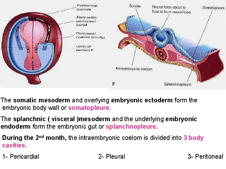 The somatic mesoderm and overlying embryonic ectoderm form the embryonic body wall or somatopleure.
