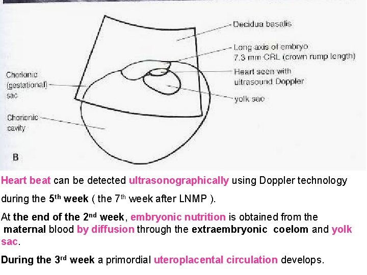 Heart beat can be detected ultrasonographically using Doppler technology during the 5 th week