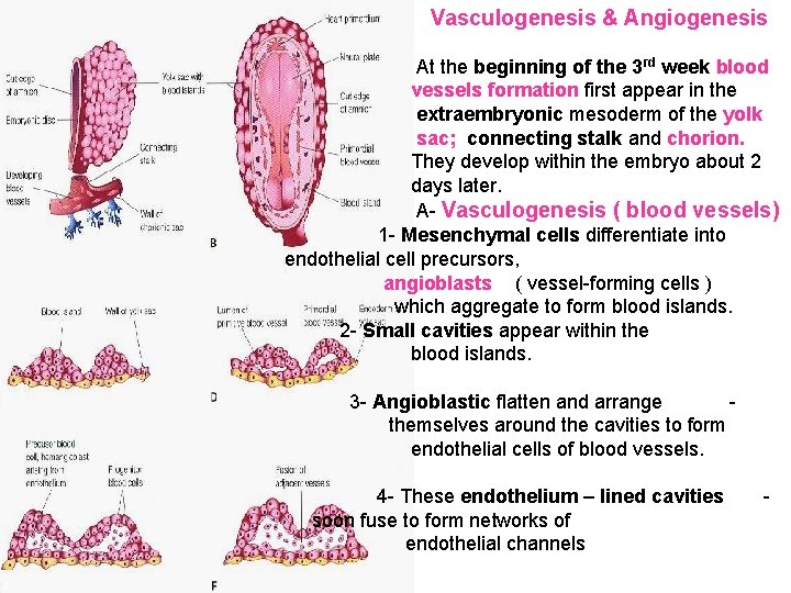 Vasculogenesis & Angiogenesis At the beginning of the 3 rd week blood vessels formation