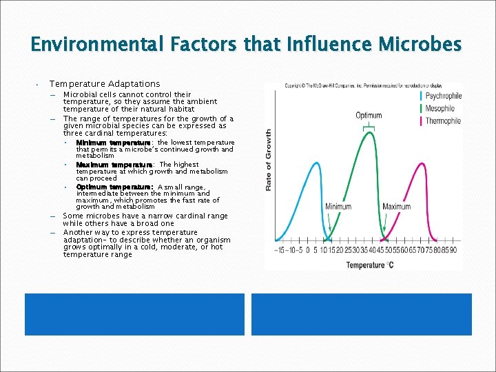 Environmental Factors that Influence Microbes • Temperature Adaptations – – Microbial cells cannot control