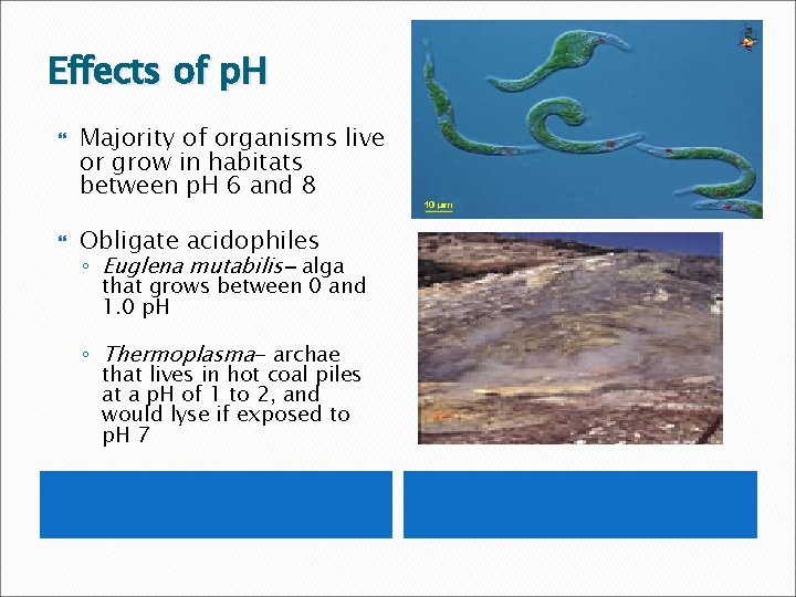 Effects of p. H Majority of organisms live or grow in habitats between p.
