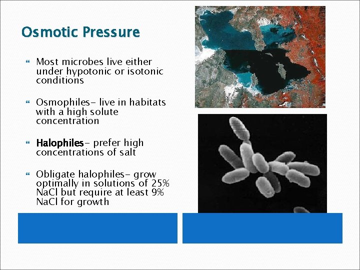 Osmotic Pressure Most microbes live either under hypotonic or isotonic conditions Osmophiles- live in