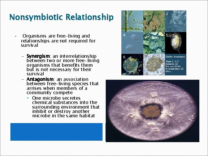Nonsymbiotic Relationship • Organisms are free-living and relationships are not required for survival –