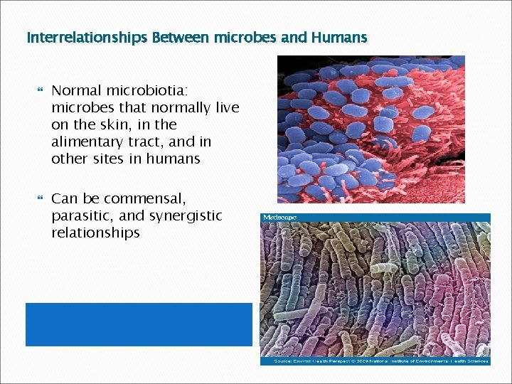 Interrelationships Between microbes and Humans Normal microbiotia: microbes that normally live on the skin,