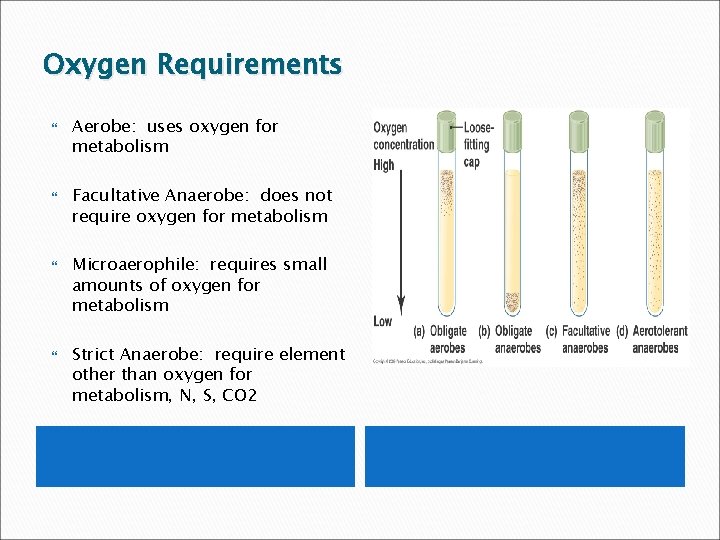 Oxygen Requirements Aerobe: uses oxygen for metabolism Facultative Anaerobe: does not require oxygen for