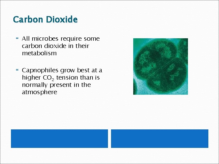 Carbon Dioxide All microbes require some carbon dioxide in their metabolism Capnophiles grow best