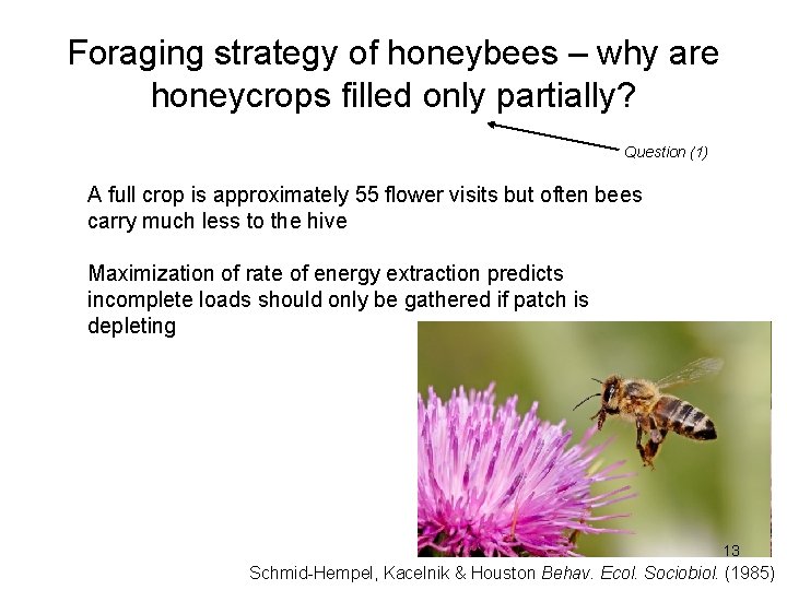 Foraging strategy of honeybees – why are honeycrops filled only partially? Question (1) A