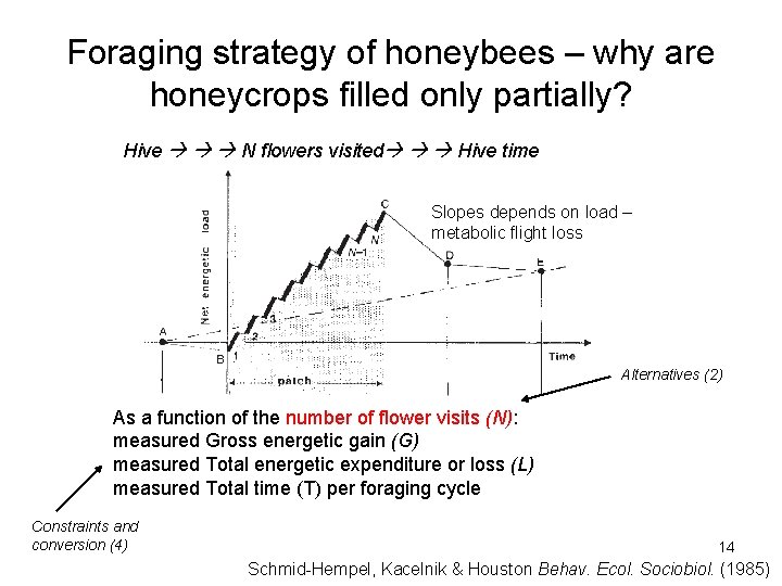 Foraging strategy of honeybees – why are honeycrops filled only partially? Hive N flowers