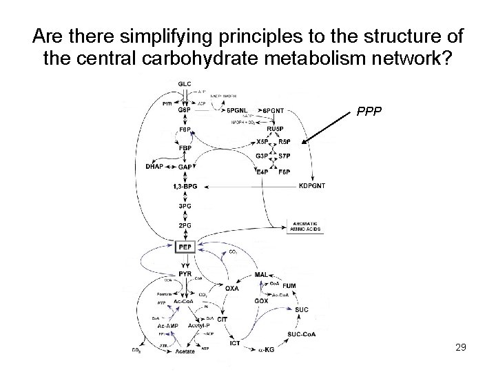 Are there simplifying principles to the structure of the central carbohydrate metabolism network? PPP