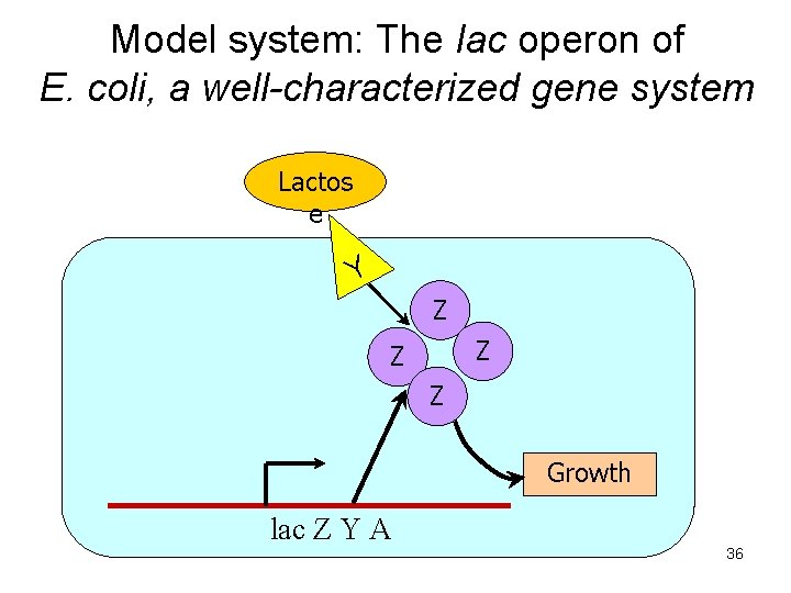 Model system: The lac operon of E. coli, a well-characterized gene system Lactos e