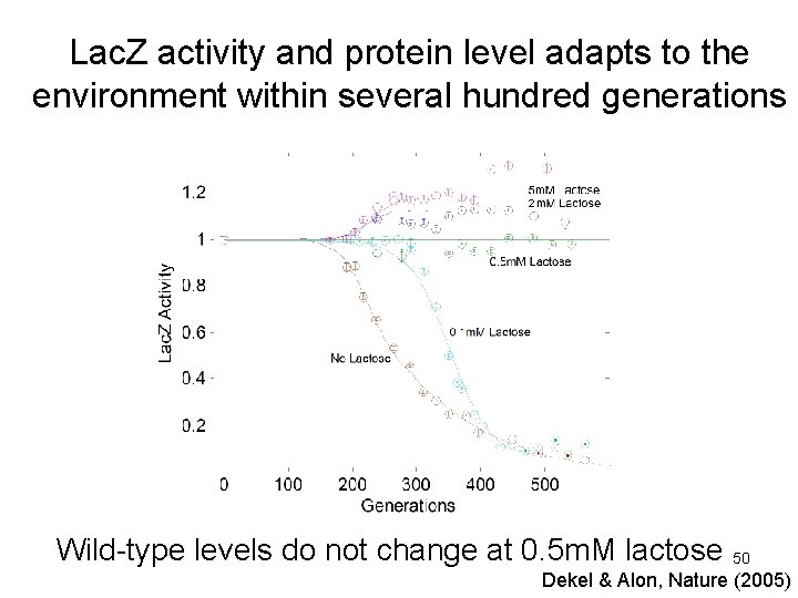 Lac. Z activity and protein level adapts to the environment within several hundred generations
