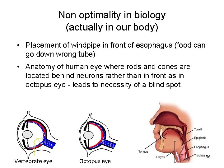 Non optimality in biology (actually in our body) • Placement of windpipe in front