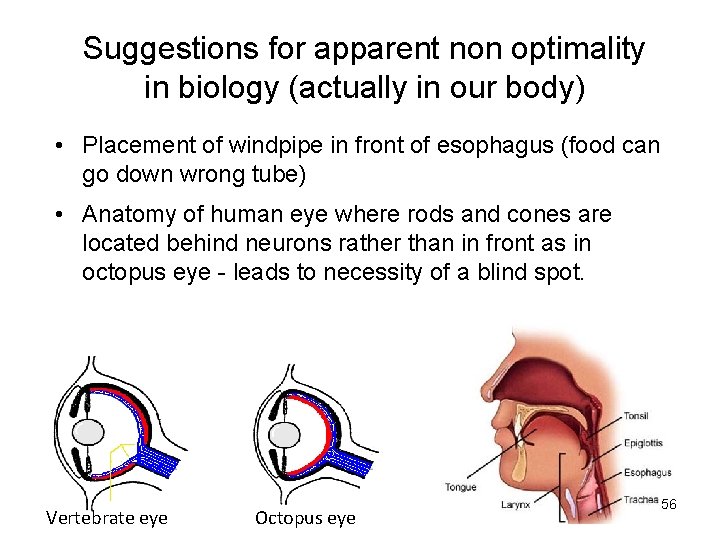 Suggestions for apparent non optimality in biology (actually in our body) • Placement of