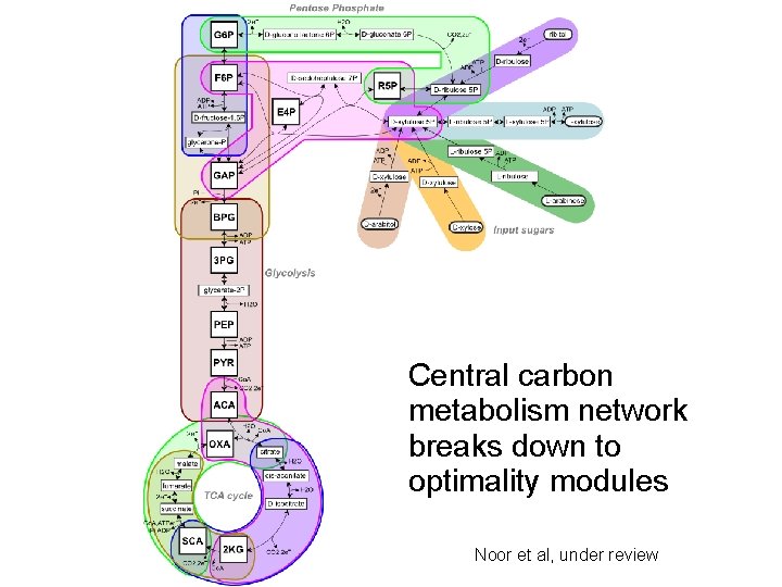 Central carbon metabolism network breaks down to optimality modules Noor et al, under review