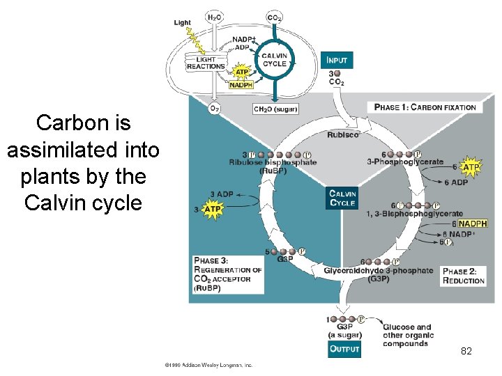 Carbon is assimilated into plants by the Calvin cycle 82 