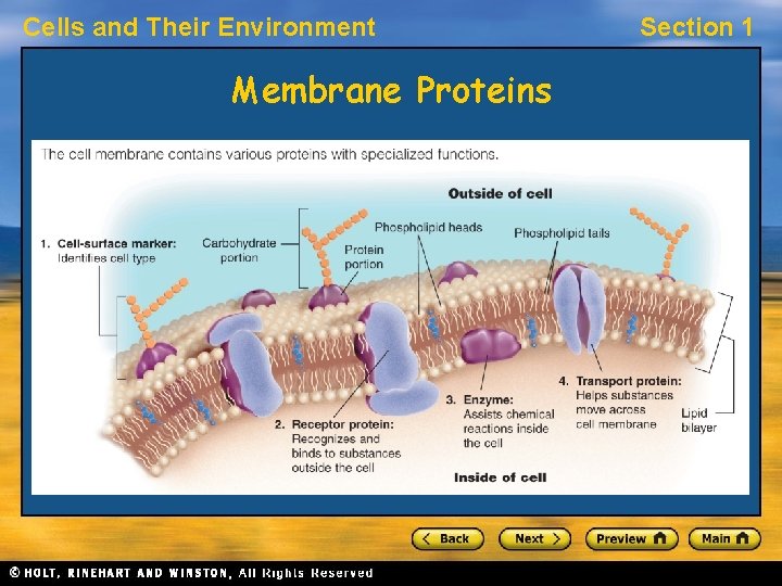 Cells and Their Environment Membrane Proteins Section 1 