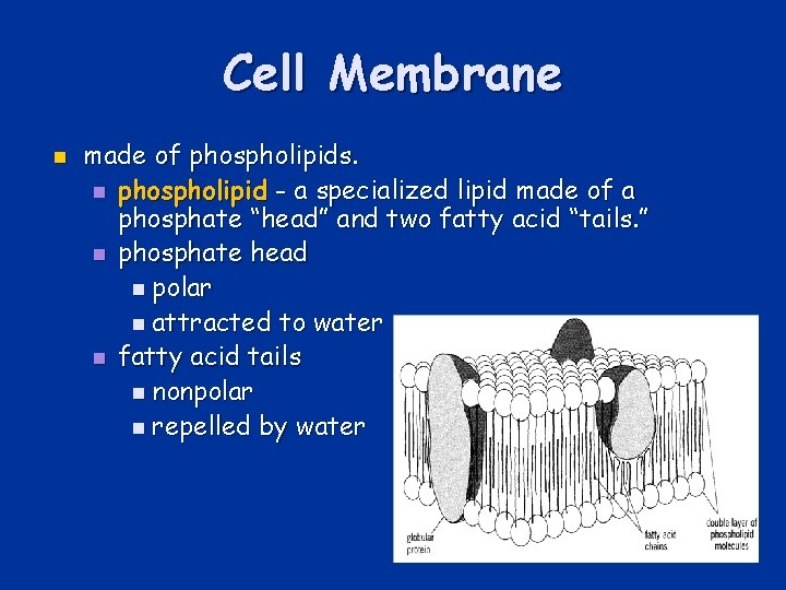 Cell Membrane n made of phospholipids. n phospholipid - a specialized lipid made of