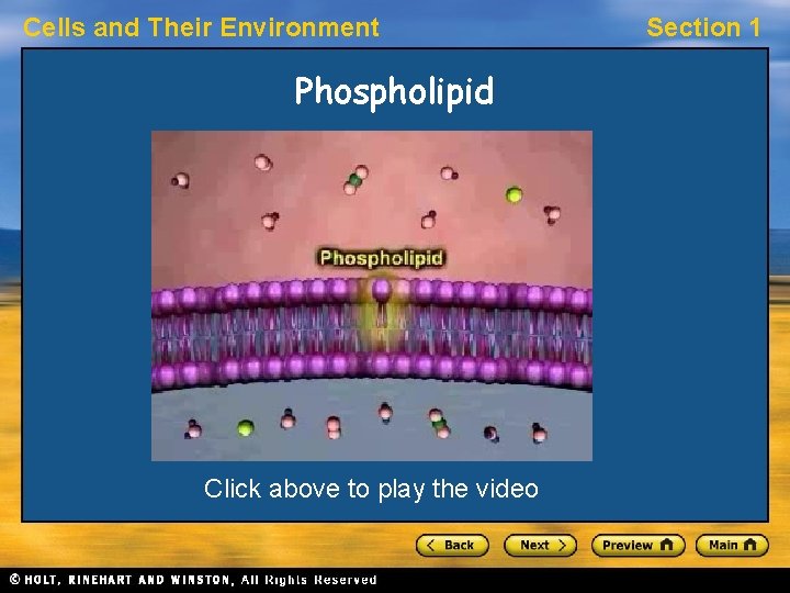 Cells and Their Environment Phospholipid Click above to play the video Section 1 