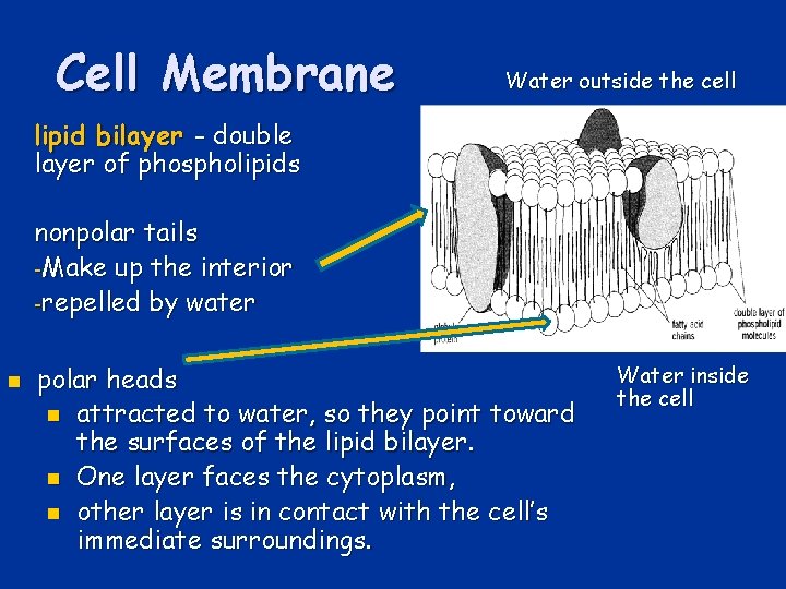 Cell Membrane Water outside the cell lipid bilayer - double layer of phospholipids nonpolar