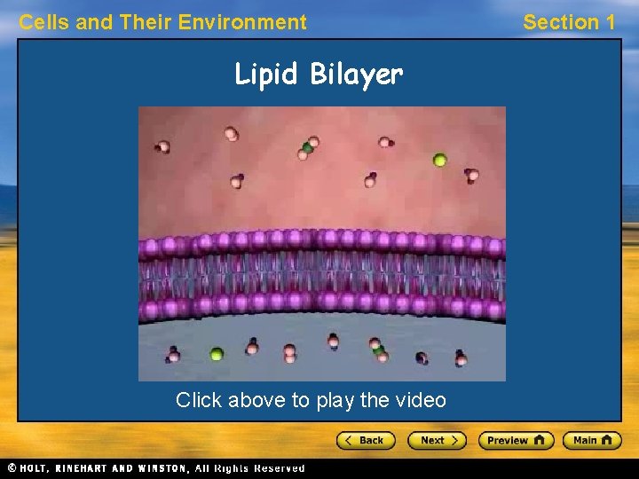 Cells and Their Environment Lipid Bilayer Click above to play the video Section 1