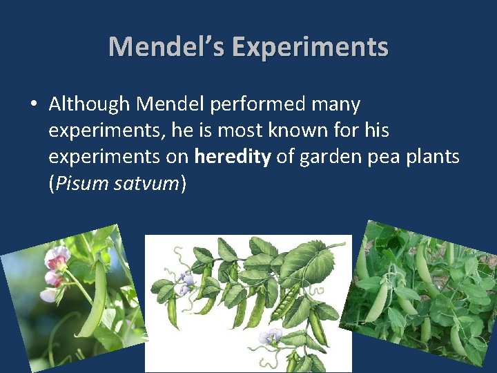 Mendel’s Experiments • Although Mendel performed many experiments, he is most known for his