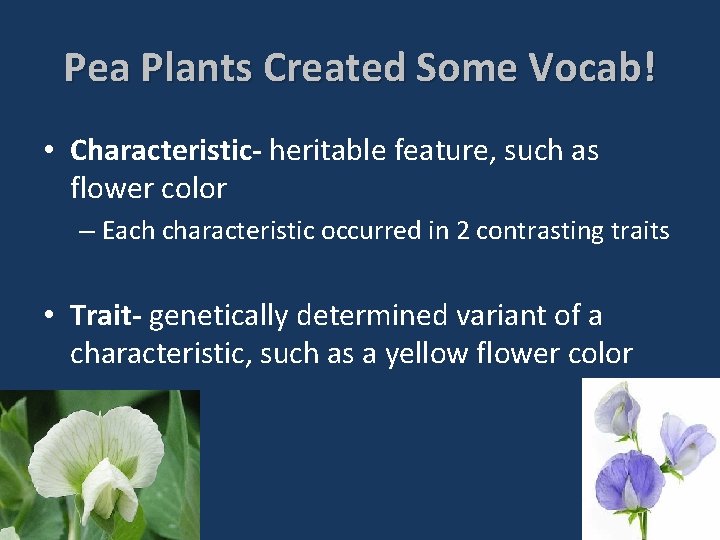Pea Plants Created Some Vocab! • Characteristic- heritable feature, such as flower color –