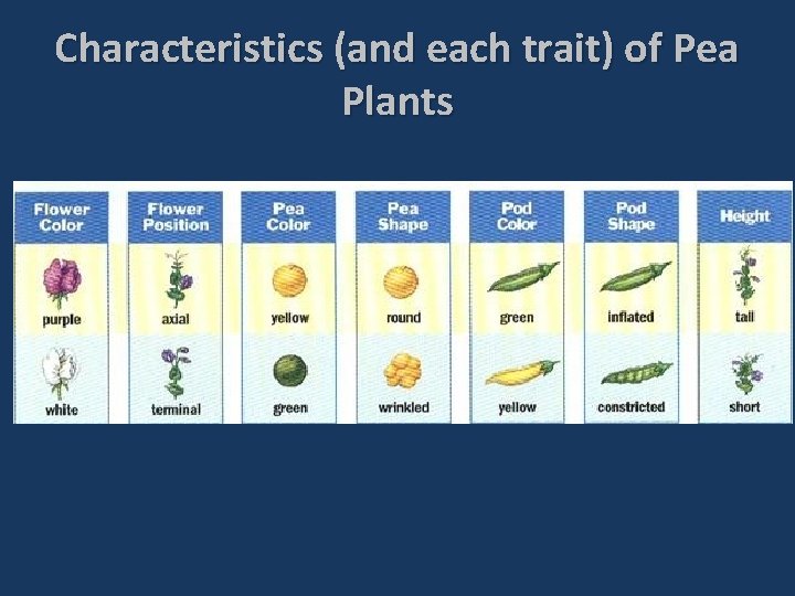 Characteristics (and each trait) of Pea Plants 