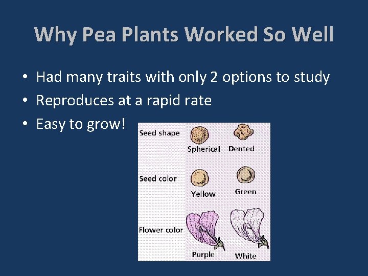 Why Pea Plants Worked So Well • Had many traits with only 2 options