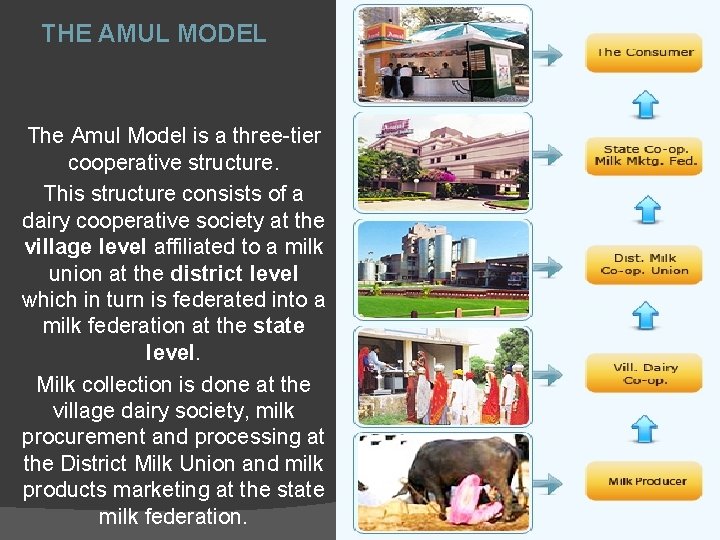 THE AMUL MODEL The Amul Model is a three-tier cooperative structure. This structure consists