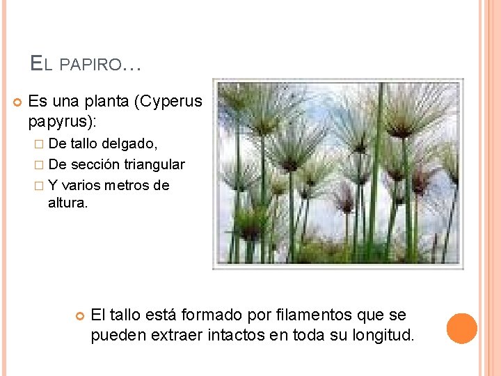 EL PAPIRO… Es una planta (Cyperus papyrus): � De tallo delgado, � De sección