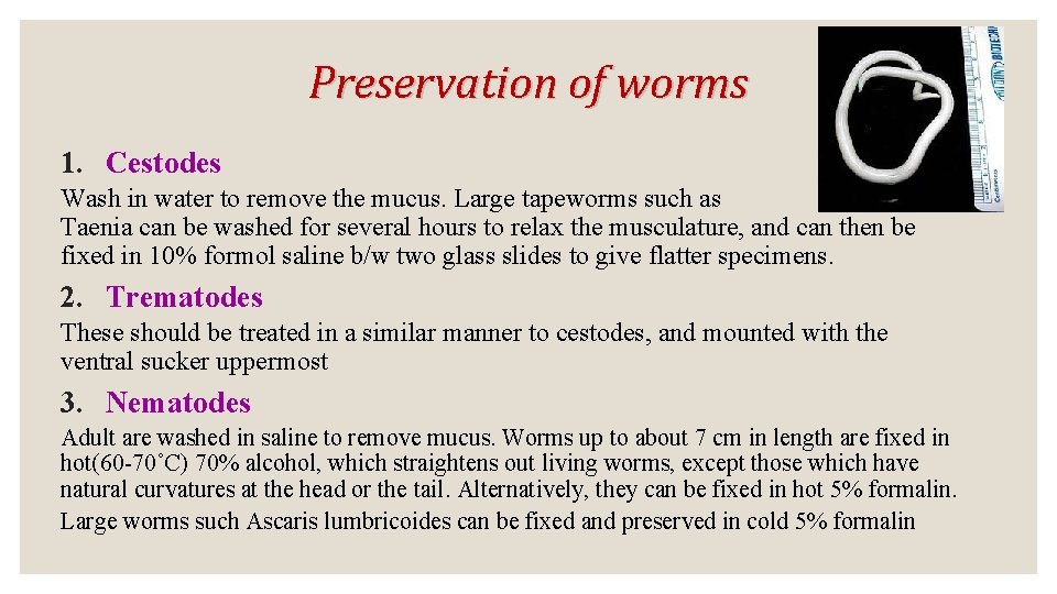 Preservation of worms 1. Cestodes Wash in water to remove the mucus. Large tapeworms