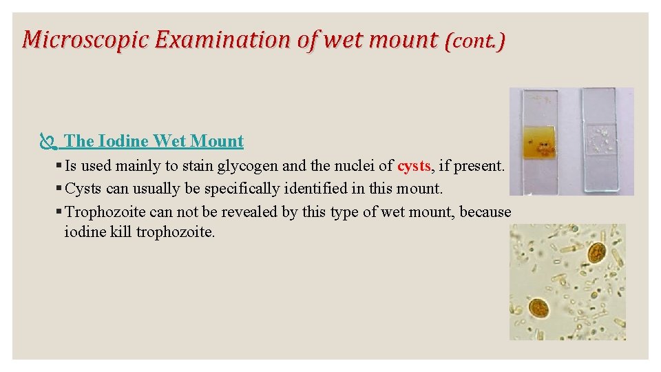 Microscopic Examination of wet mount (cont. ) The Iodine Wet Mount § Is used