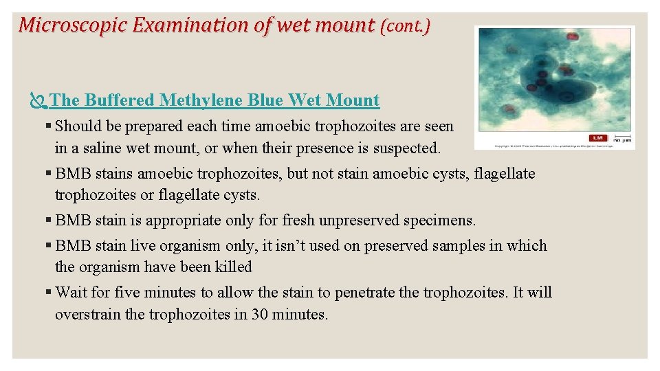 Microscopic Examination of wet mount (cont. ) The Buffered Methylene Blue Wet Mount §